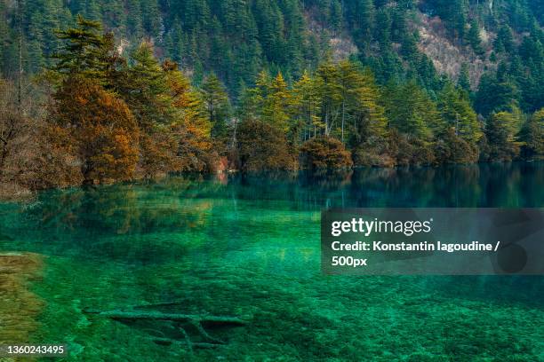 fairy lake,scenic view of lake in forest during autumn,jiuzhaigou valley,china - jiuzhaigou imagens e fotografias de stock