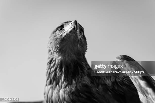 desert eagle,close-up of eagle of prey against clear sky - archery feather stockfoto's en -beelden