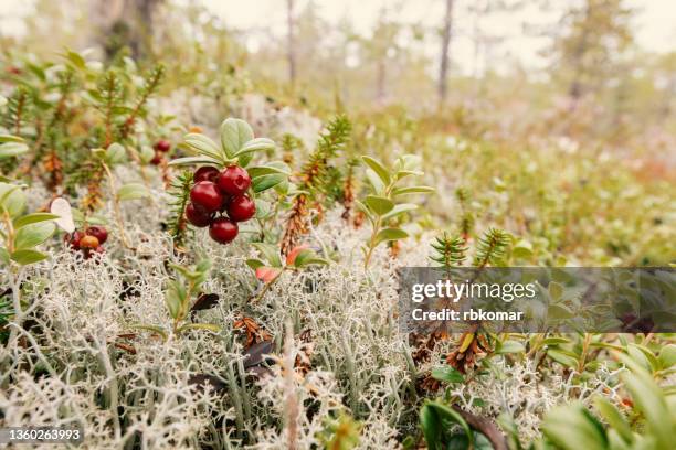 lingonberry plant with ripe berries growing wild on lichen - bog - fotografias e filmes do acervo