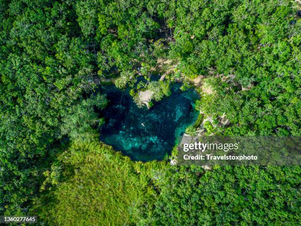 woman swimming and floating in harmony with nature in heart-shaped zenote in the jungle in north america mexico yucatán. - cenote bildbanksfoton och bilder