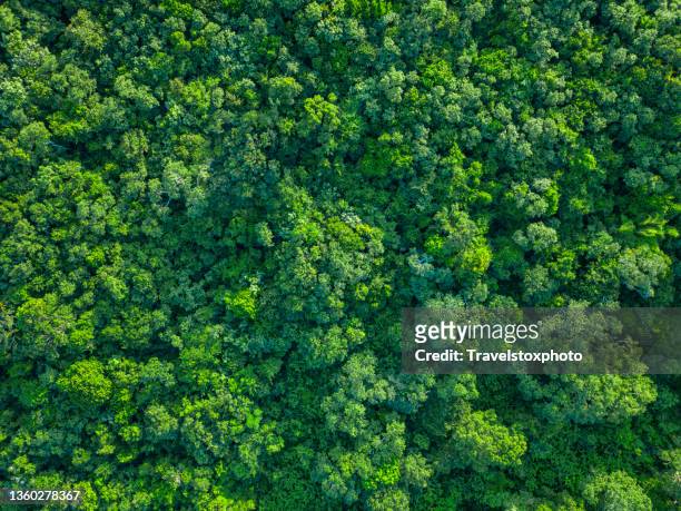 tropical green forest and nature - elevated view stock-fotos und bilder