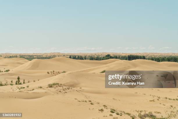 trees in desert dune - ordos city stock pictures, royalty-free photos & images