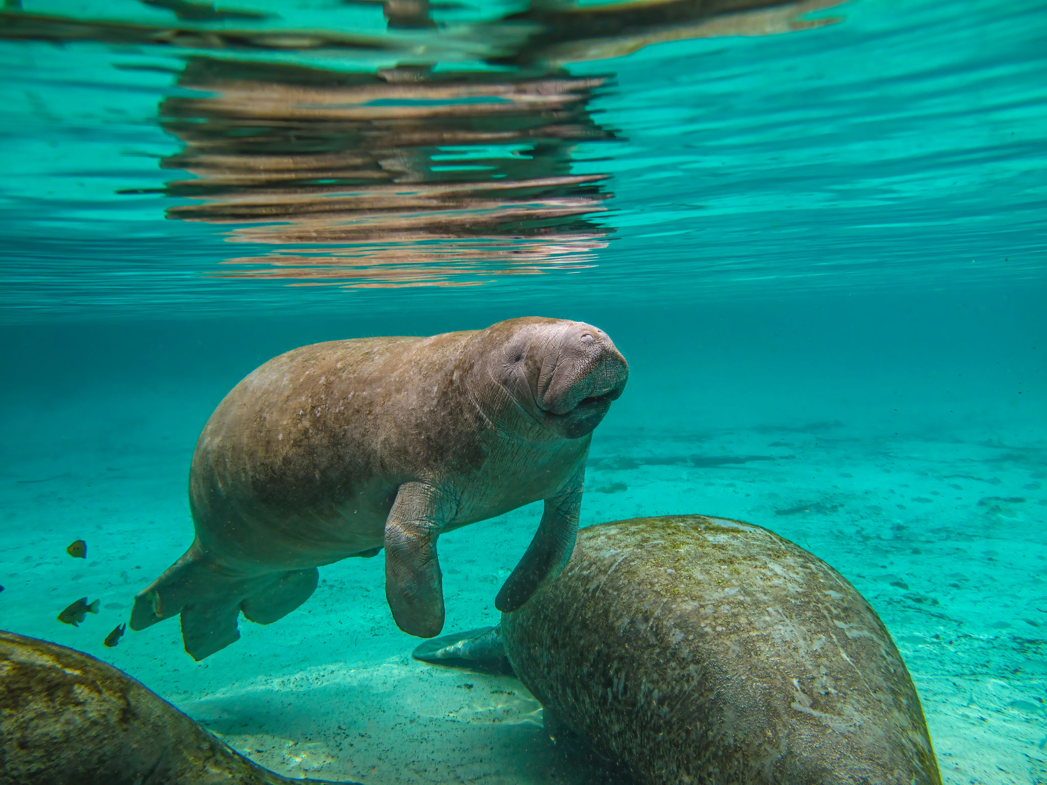 The West Indian manatee (Trichechus manatus) or The West Indian manatee (Trichechus manatus) or