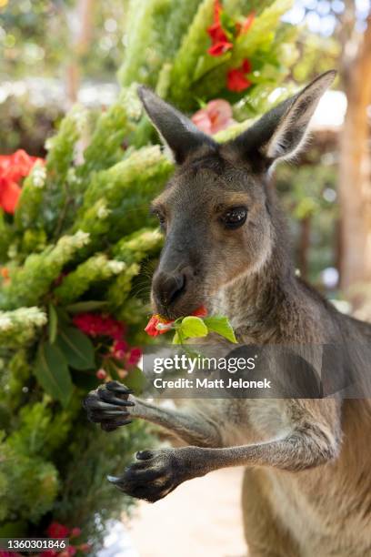 Nolga the Western Grey Kangaroo is seen eating a special Christmas tree made from wooly bush decorated with fruits and vegetables at Perth Zoo on...