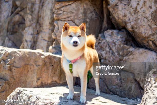 of pet shiba inu - cute shiba inu puppies stock pictures, royalty-free photos & images