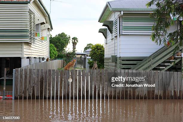 Pet cats sit on a fence to escape floodwaters on January 6, 2011 in Rockhampton, Australia. All eyes are on the central Queensland city of...