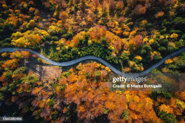 overhead view of a road in a forest in autumn - single lane road photos et images de collection