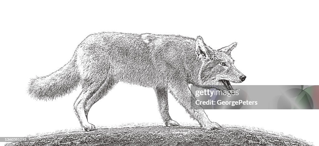 Gray Wolf