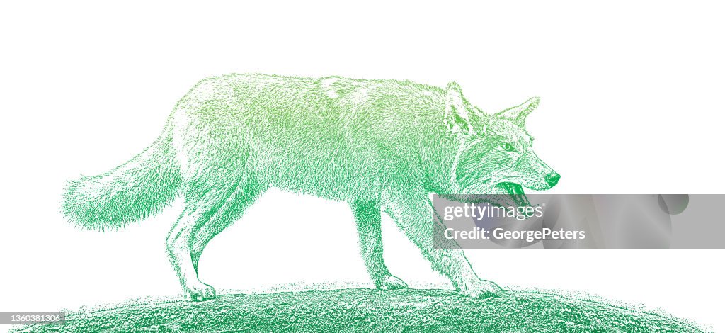Loup gris