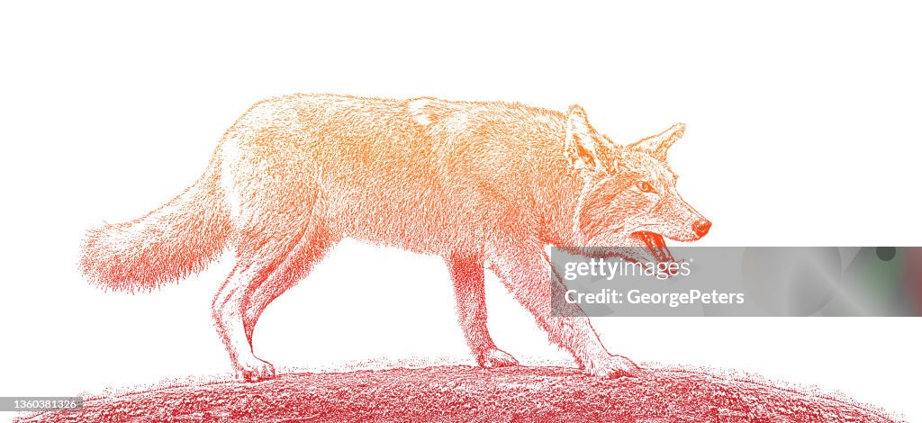 Gray Wolf
