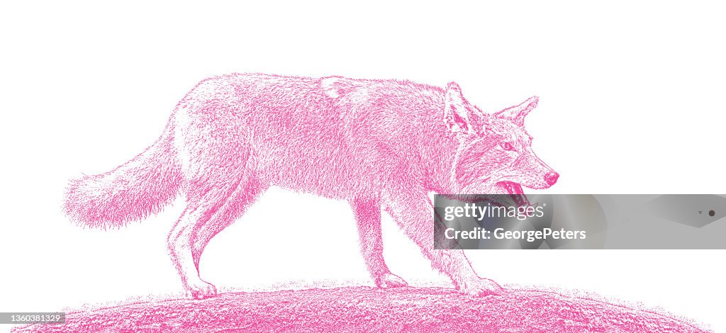 Gray Wolf