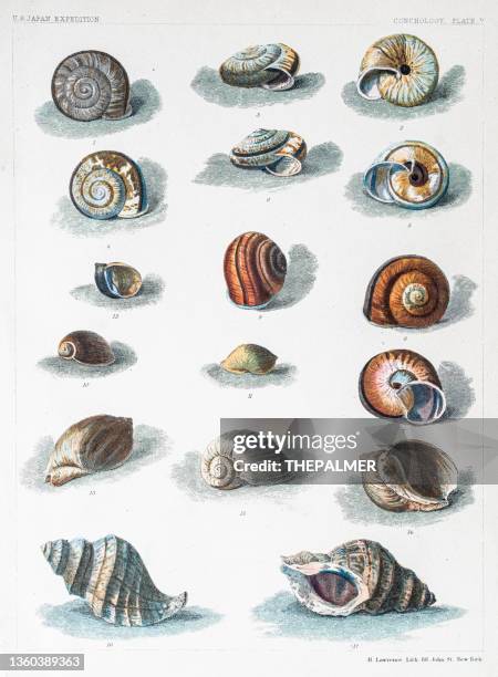 muschelsorte aus japan illustration 1856 - meeresmuschel stock-grafiken, -clipart, -cartoons und -symbole