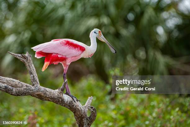 roseate spoonbill, platalea ajaja, ajaia ajaja,  audubon alafia bank bird sanctuary; bird island; hillsborough bay; tampa bay; florida. perched. - threskiornithidae stock pictures, royalty-free photos & images