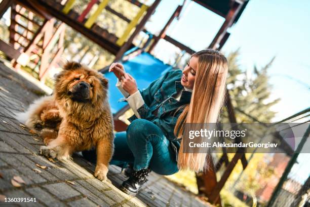 blond female beauty petting chow dog on playground - white chow chow stock pictures, royalty-free photos & images