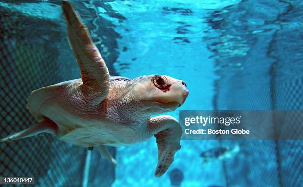 72 Smallest Turtle In The World Photos and Premium High Res Pictures - Getty Images 72 Smallest Turtle In The World Photos and Premium High Res Pictures - Getty Images