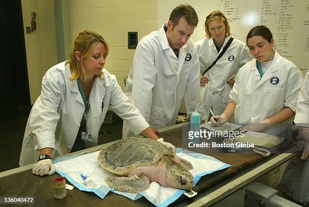 Kay Hunt of Tufts, Dr. Scott Weber, Cristina Santieste and Sarah Bean, all from the New England Aquarium wait for Kiwi, a Kemp's Ridley sea turtle,...