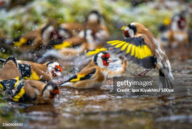 bathing of a flock of goldfinches - carduelis carduelis stock pictures, royalty-free photos & images