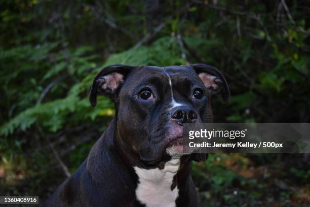 shes a very good girl,close-up portrait of pit bull terrier sitting on field,oregon,united states,usa - pit bull stock pictures, royalty-free photos & images