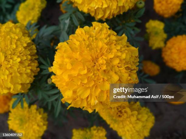 close-up of yellow marigold flowers - annuals stock pictures, royalty-free photos & images