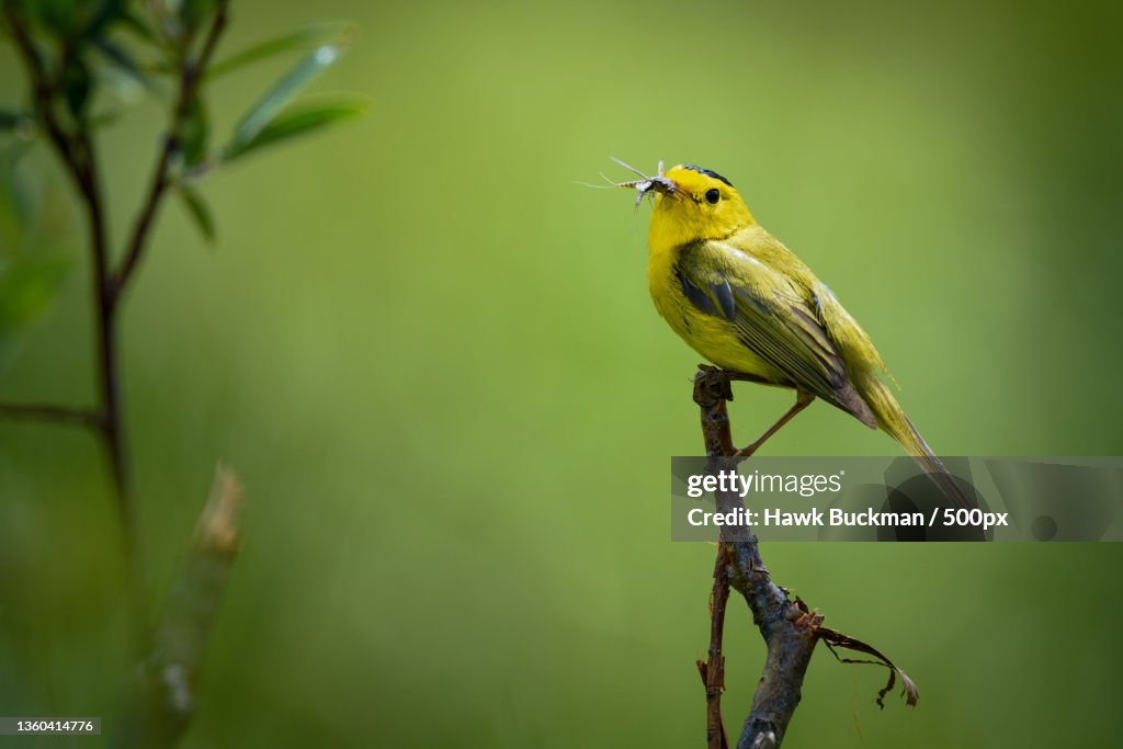 Male Wilsons warbler Cardellina pusilla,Close-up of songwarbler perching on branch,Larimer County,Colorado,United States,USA