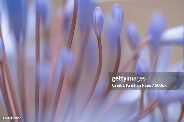 blue lily before opening,close-up of purple flowering plant - african lily fotografías e imágenes de stock