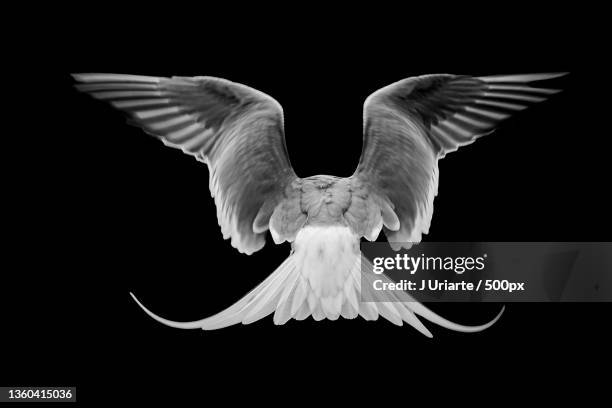 common tern,close-up of dove flying against black background,iceland - tern stock pictures, royalty-free photos & images