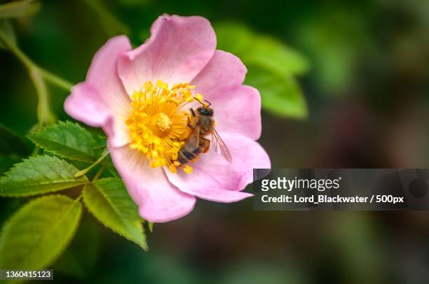 close-up of bee pollinating on purple flower - wild rose bildbanksfoton och bilder