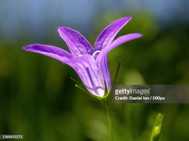 flower,close-up of purple crocus flower - harebell flowers stock pictures, royalty-free photos & images