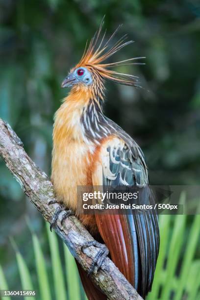 the beautiful hoatzin in the rainforest of ecuador,aguarico,ecuador - hoatzin foto e immagini stock