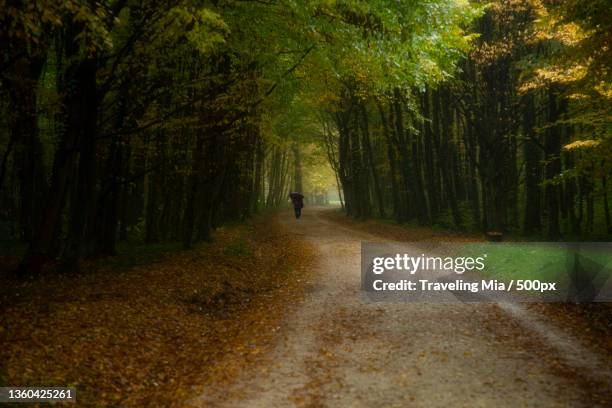 beauty of the forest,rear view of man walking on road amidst trees in forest,zagreb,croatia - mia woods stock pictures, royalty-free photos & images