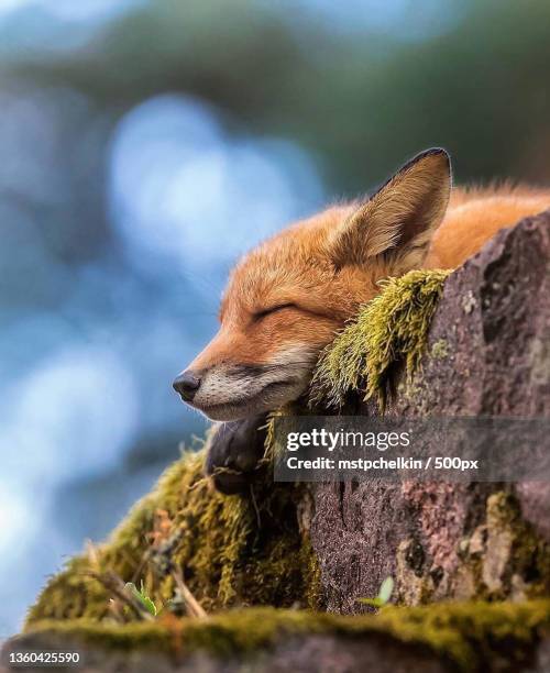 close-up of koala on rock - red fox stock-fotos und bilder