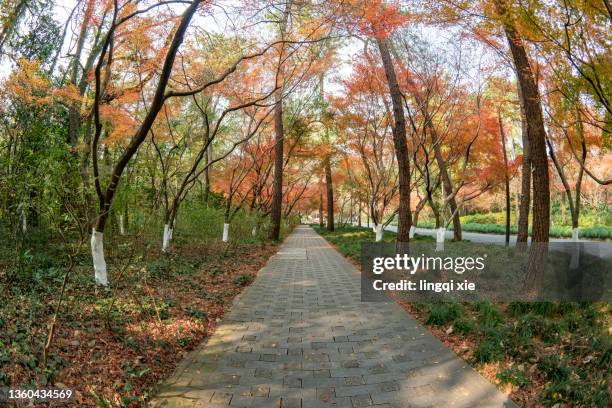 with the fish eye lens shooting the red maple foliage form a beautiful abstract pattern - fish eye lens stockfoto's en -beelden