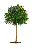 orange or tangerine tree with fruits and flowers, isolated on a white background