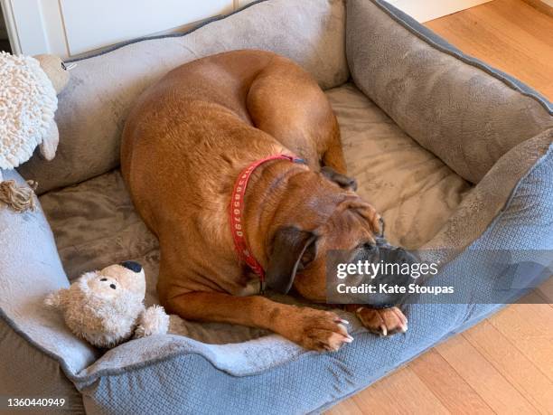 a boxer dog in its bed - dierenmand stockfoto's en -beelden