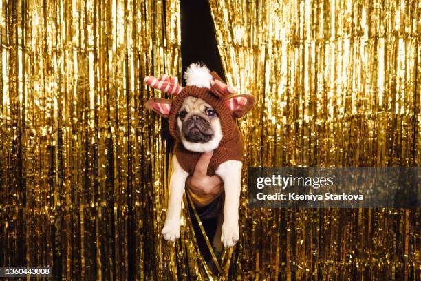 pug dressed as a christmas deer in new year's decor golden curtain on the background - 2021 a funny thing 個照片及圖片檔