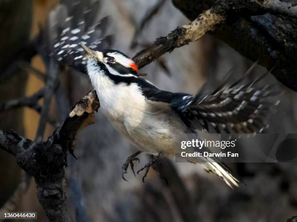 downy woodpecker taking off - woodpecker stock pictures, royalty-free photos & images