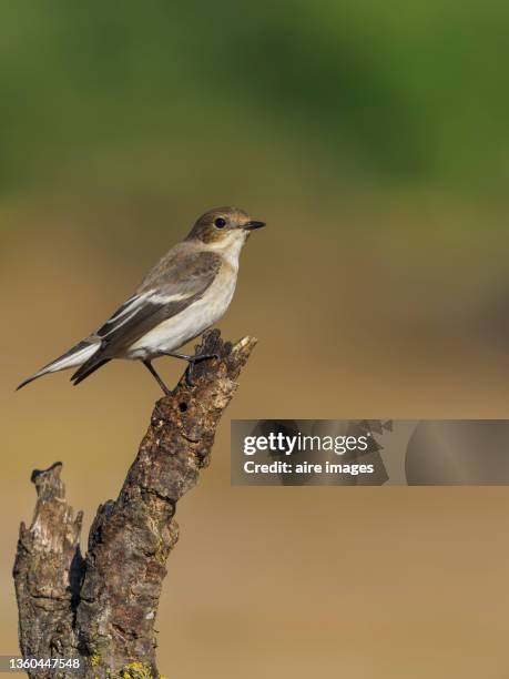 european pied flycatcher (ficedula hypoleuca) sits on branch - flycatcher stock pictures, royalty-free photos & images