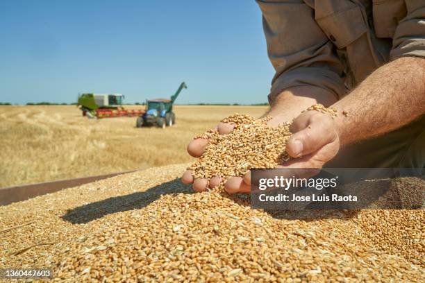 handful of ripe wheat seeds at wheat field - cereal plant imagens e fotografias de stock