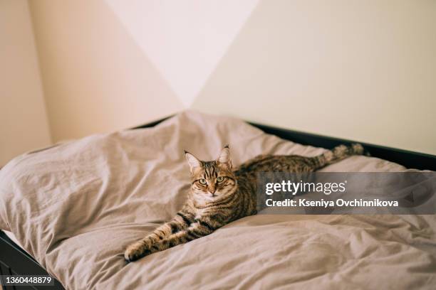 cute ginger cat lying in bed under a blanket. fluffy pet comfortably settled to sleep. cozy home background with funny pet. - cat hiding under bed - fotografias e filmes do acervo