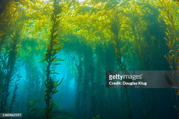 kelpforest1aug16-21 - sea sunlight underwater stockfoto's en -beelden