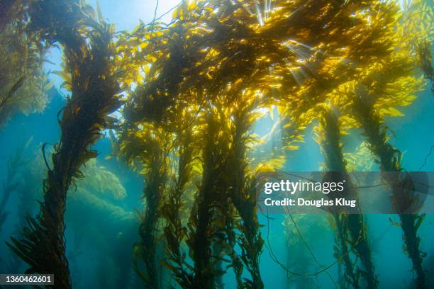 kelpforest2aug22-21 - kelp stock pictures, royalty-free photos & images