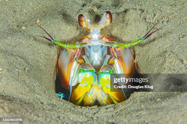 mantisshrimp3nov7-21 - mantis shrimp stock pictures, royalty-free photos & images