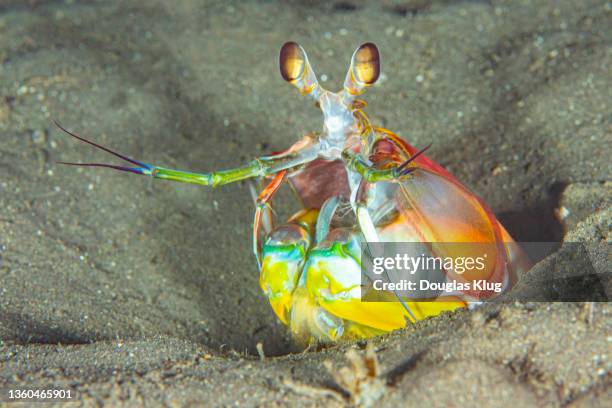 mantisshrimp1nov7-21 - mantis shrimp stock pictures, royalty-free photos & images