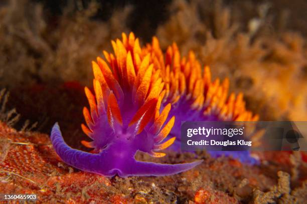 nudibranch8nov21-21 - nudibranch stock pictures, royalty-free photos & images