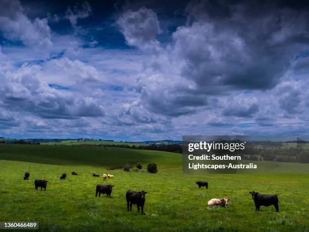 Dumbalk 102 Dumbalk Victoria Stock Photos, High-Res Pictures, and Images ...