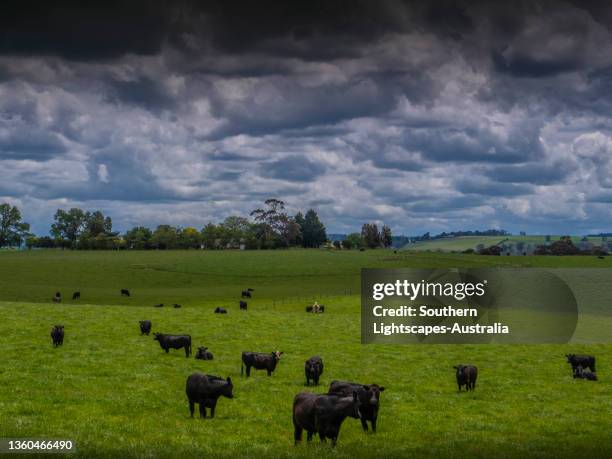 Dumbalk 102 Dumbalk Victoria Stock Photos, High-Res Pictures, and Images ...