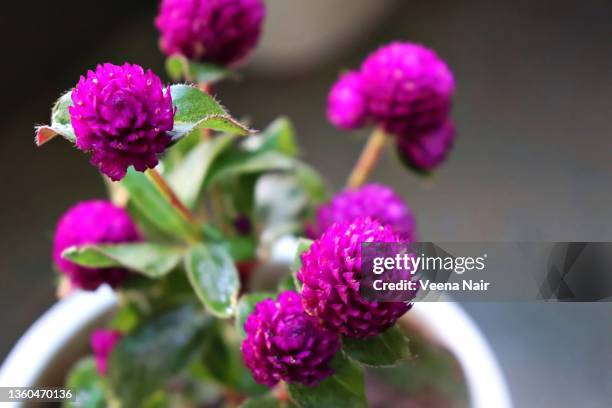 close-up of  purple gomphrena globosa/ globe amarnath/ vadamalli in a flower pot/apartment balcony garden - globe ameranth stockfoto's en -beelden