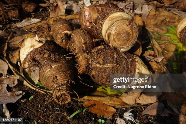 Taro Root Inside 595 Taro Root Vegetable Stock Photos, High-Res Pictures, and Images ...