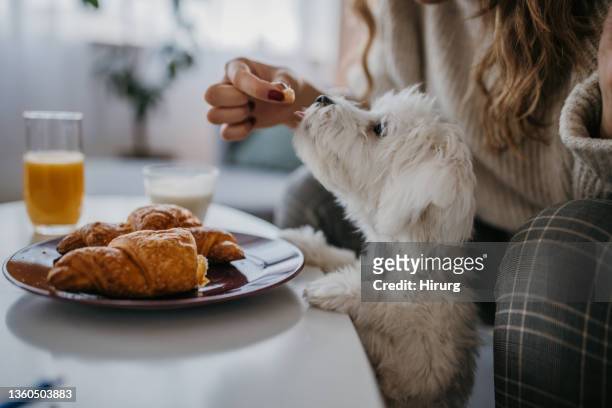 cucciolo che mangia la colazione - maltese dog foto e immagini stock