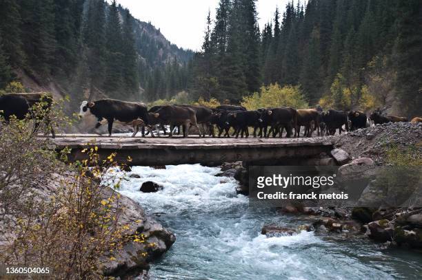 transhumance of livestock in the jeti-oguz river valley ( kyrgyzstan) - kyrgyzstan 個照片及圖片檔